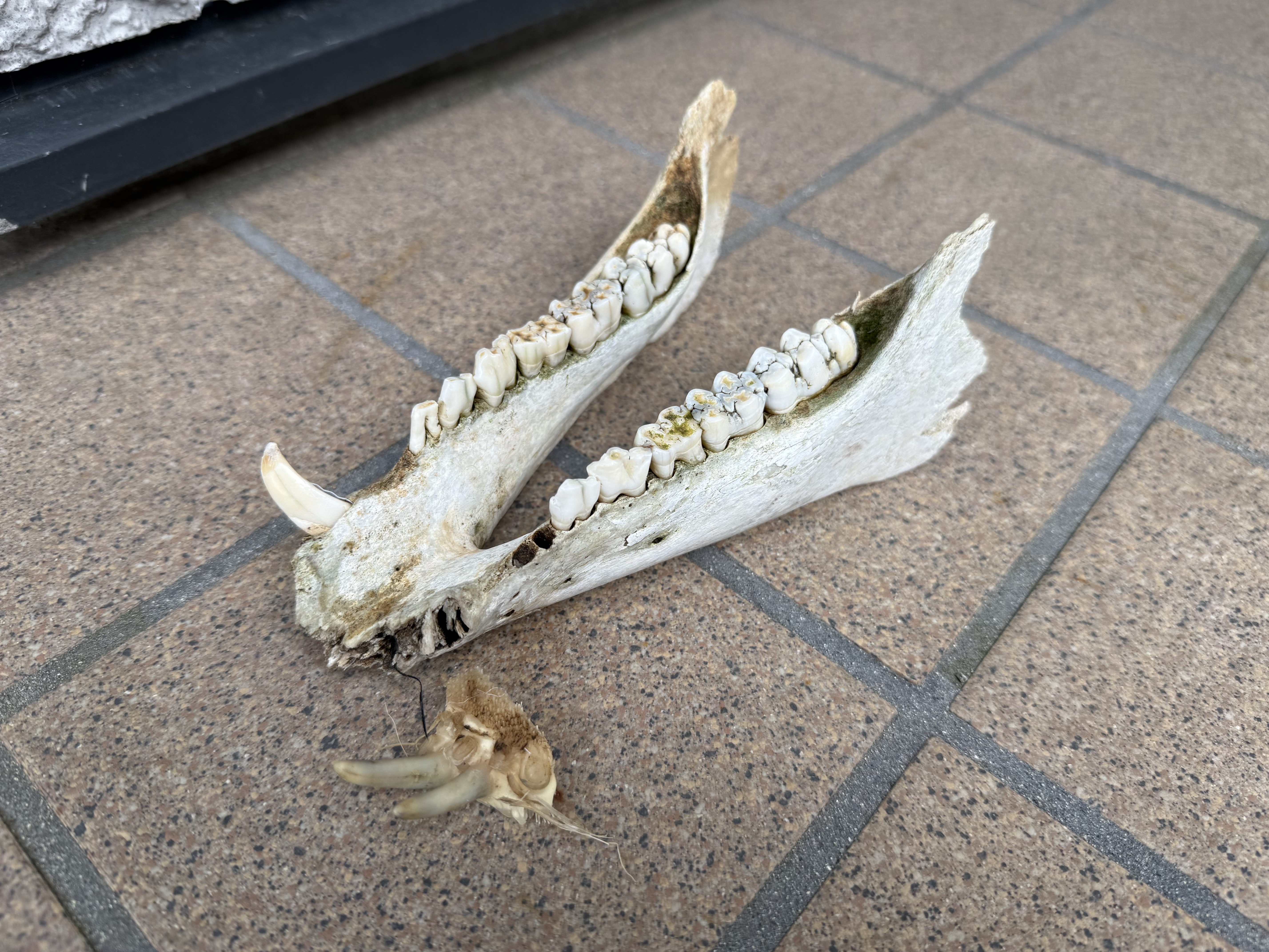 https://www.makino418.com/blog/2025/05/03/IMG_9638.jpeg