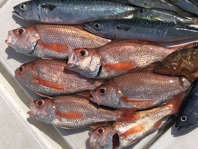 日曜日の午後にマッタリ小物釣り[沖縄ルアー釣り]